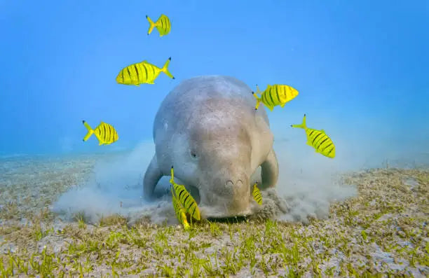 Ma rencontre avec le Dugong